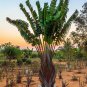 Ravenala madagascariensis 10 PCS Seeds