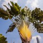 Ravenala madagascariensis 10 PCS Seeds