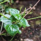 rau cang cua peperomia pellucida Plant 100 PCS Seeds