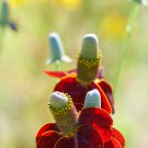 Ratibida Coneflower Mexican Hat Columnifera Midget 30 PCS Seeds Ratibida Coneflower Mexican Hat Columnifera Midget 30 PCS Seeds