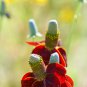 Ratibida Coneflower Mexican Hat Columnifera Midget 30 PCS Seeds