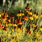 Ratibida Coneflower Mexican Hat Columnifera Midget 30 PCS Seeds
