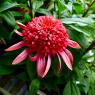 Raspberry Truffle' Echinacea Coneflowers 100 PCS Seeds Raspberry Truffle' Echinacea Coneflowers 100 PCS Seeds