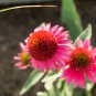 Raspberry Truffle' Echinacea Coneflowers 100 PCS Seeds