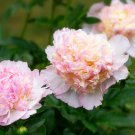 Raspberry Sundae' Peony Tree 5 PCS Seeds