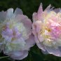 Raspberry Sundae' Peony Tree 5 PCS Seeds