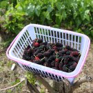 Raspberry Big Black Mulberry Fruits 100 PCS Seeds Raspberry Big Black Mulberry Fruits 100 PCS Seeds