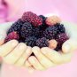 Raspberry Big Black Mulberry Fruits 100 PCS Seeds
