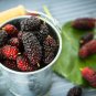 Raspberry Big Black Mulberry Fruits 100 PCS Seeds