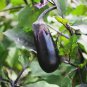 Rarest Heirloom 'Emperor' Black Pear Eggplant Vegetable 100 PCS Seeds