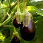 Rarest Heirloom 'Emperor' Black Pear Eggplant Vegetable 100 PCS Seeds