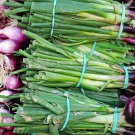 Spring Onion with Red Beard 30 PCS Seeds Spring Onion with Red Beard 30 PCS Seeds
