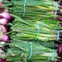 Spring Onion with Red Beard 30 PCS Seeds