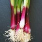 Spring Onion with Red Beard 30 PCS Seeds