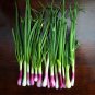 Spring Onion with Red Beard 30 PCS Seeds