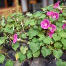 Split Personality Ipomoea Purpurea Morning Glory 50 PCS Seeds Split Personality Ipomoea Purpurea Morning Glory 50 PCS Seeds