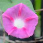 Split Personality Ipomoea Purpurea Morning Glory 50 PCS Seeds