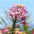 Spiny Spiderflower Cleome Spinosa Flower 30 PCS Seeds