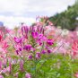 Spiny Spiderflower Cleome Spinosa Flower 30 PCS Seeds