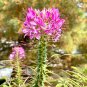 Spiny Spiderflower Cleome Spinosa Flower 30 PCS Seeds