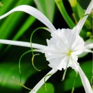 Spider Lily and Lily Fragrance Ornamental Plants 100 PCS Seeds