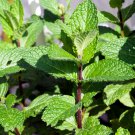 Spearminted Mint Bergamot Sweet Horse Mint Bonsai 100 PCS Seeds Spearminted Mint Bergamot Sweet Horse Mint Bonsai 100 PCS Seeds
