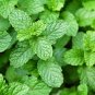 Spearminted Mint Bergamot Sweet Horse Mint Bonsai 100 PCS Seeds