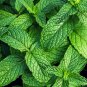 Spearminted Mint Bergamot Sweet Horse Mint Bonsai 100 PCS Seeds