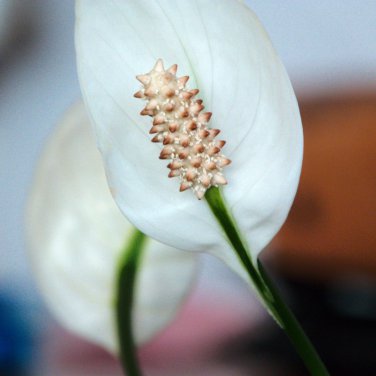 Spathiphyllum Bonsai 100 PCS Seeds