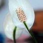 Spathiphyllum Bonsai 100 PCS Seeds