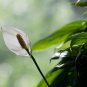 Spathiphyllum Bonsai 100 PCS Seeds