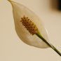 Spathiphyllum Bonsai 100 PCS Seeds