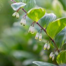 Solomons Seal Polygonatum Canaliculatum Flower 100 PCS Seeds Solomons Seal Polygonatum Canaliculatum Flower 100 PCS Seeds