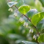 Solomons Seal Polygonatum Canaliculatum Flower 100 PCS Seeds
