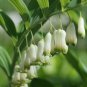 Solomons Seal Polygonatum Canaliculatum Flower 100 PCS Seeds