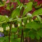 Solomons Seal Polygonatum Canaliculatum Flower 100 PCS Seeds