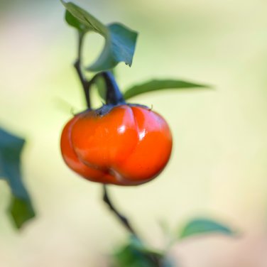 Solnum hybrida Red Ornamental Eggplant 30 PCS Seeds