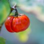 Solnum hybrida Red Ornamental Eggplant 30 PCS Seeds