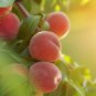 Red Flat Peach Peento Saucer Peach Plant 2 PCS Seeds