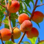 Red Flat Peach Peento Saucer Peach Plant 2 PCS Seeds