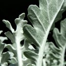 Senecio cineraria Silver Dusty Miller Ornamental Herb Plants 20 PCS Seeds Senecio cineraria Silver Dusty Miller Ornamental Herb Plants 20 PCS Seeds