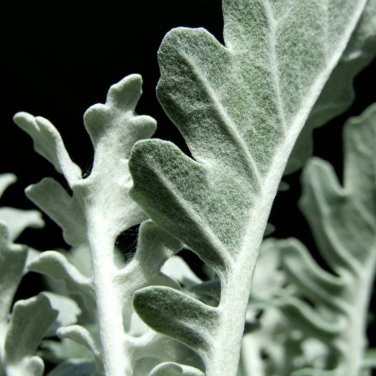 Senecio cineraria Silver Dusty Miller Ornamental Herb Plants 20 PCS Seeds