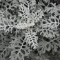 Senecio cineraria Silver Dusty Miller Ornamental Herb Plants 20 PCS Seeds