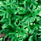 Selaginella Uncinata Rainbow Spikemoss 50 PCS Seeds