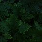 Selaginella Uncinata Rainbow Spikemoss 50 PCS Seeds