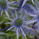 Sea Holly Eryngium Alpinum 100 PCS Seeds Sea Holly Eryngium Alpinum 100 PCS Seeds