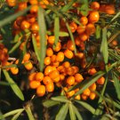 Sea Buckthorn Shrub 20 PCS Seeds