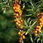 Sea Buckthorn Shrub 20 PCS Seeds