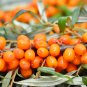 Sea Buckthorn Shrub 20 PCS Seeds