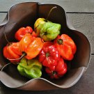 Scotch Bonnet Red (Yellow) Hot Pepper Vegetabl 15 PCS Seeds